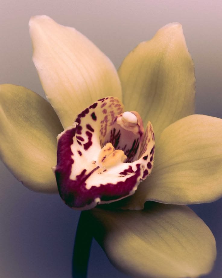 A cymbidium orchid in soft light